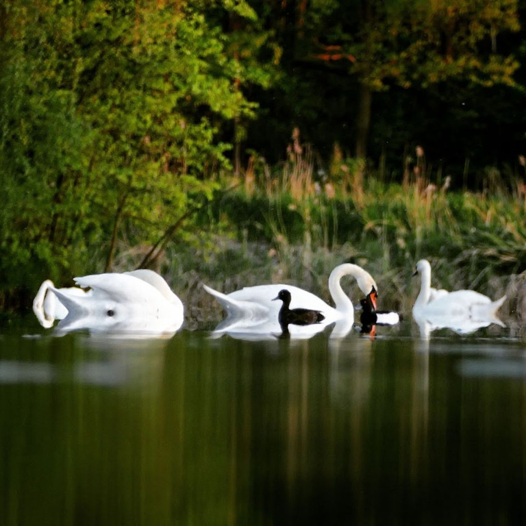 Stawy w Kośmidrach. Oskarżeni przed sądem