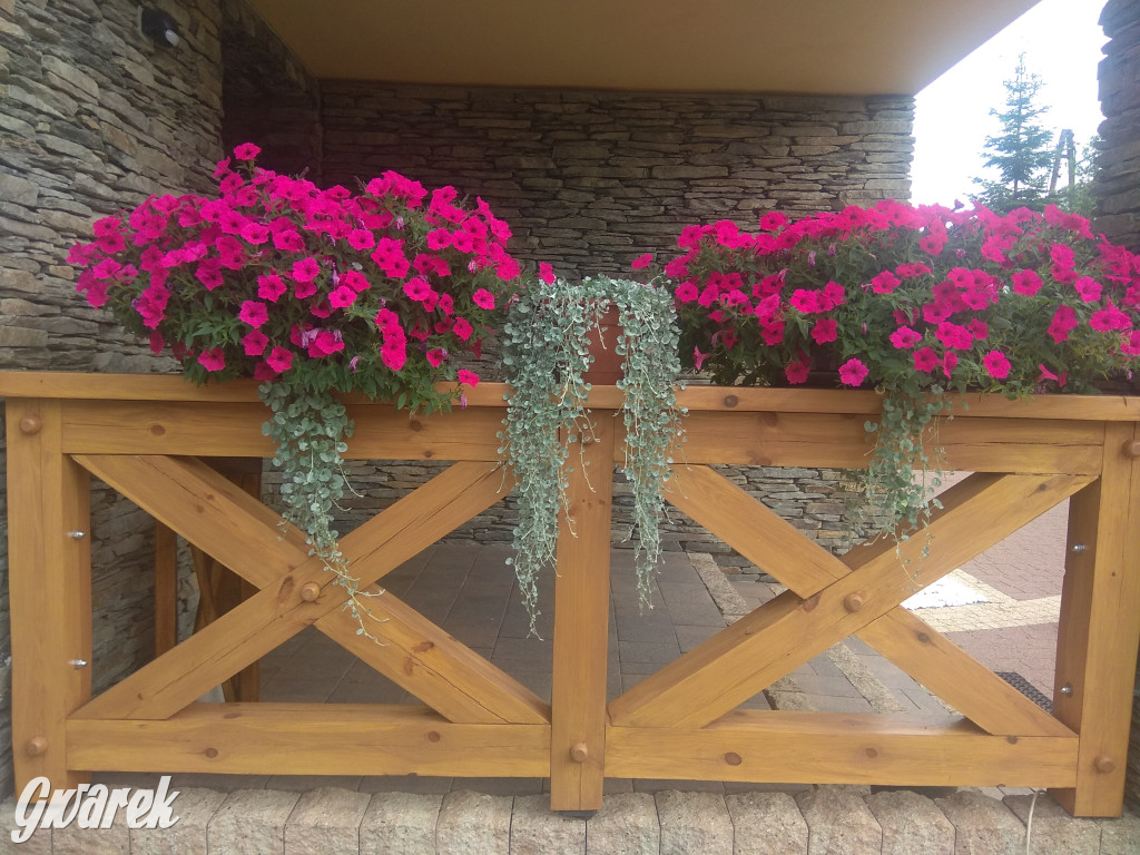 Plebiscyt na najładniejszy ogród i balkon 2022