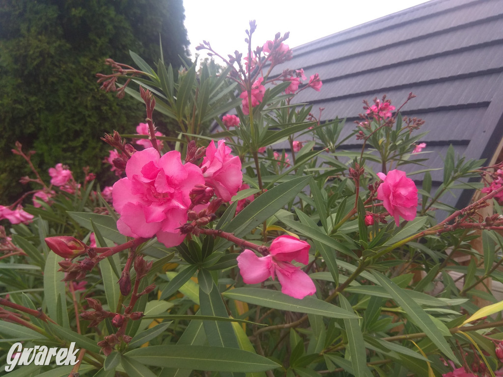 Plebiscyt na najładniejszy ogród i balkon 2022