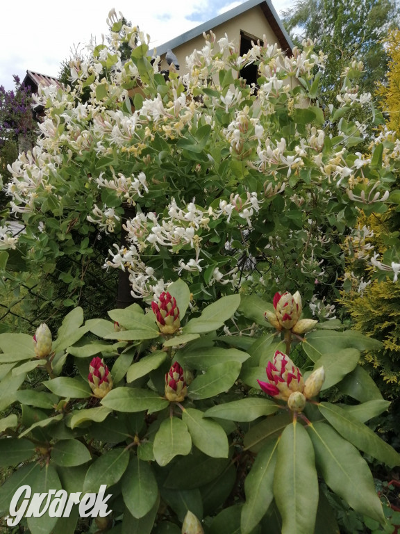 Plebiscyt na najładniejszy ogród i balkon 2022