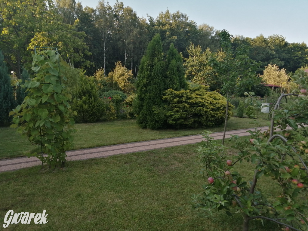 Plebiscyt na najładniejszy ogród i balkon 2022