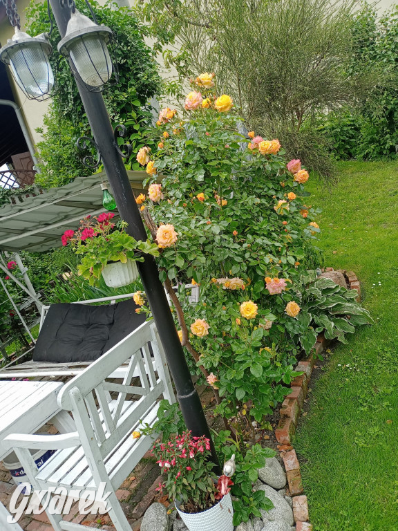 Plebiscyt na najładniejszy ogród i balkon 2022