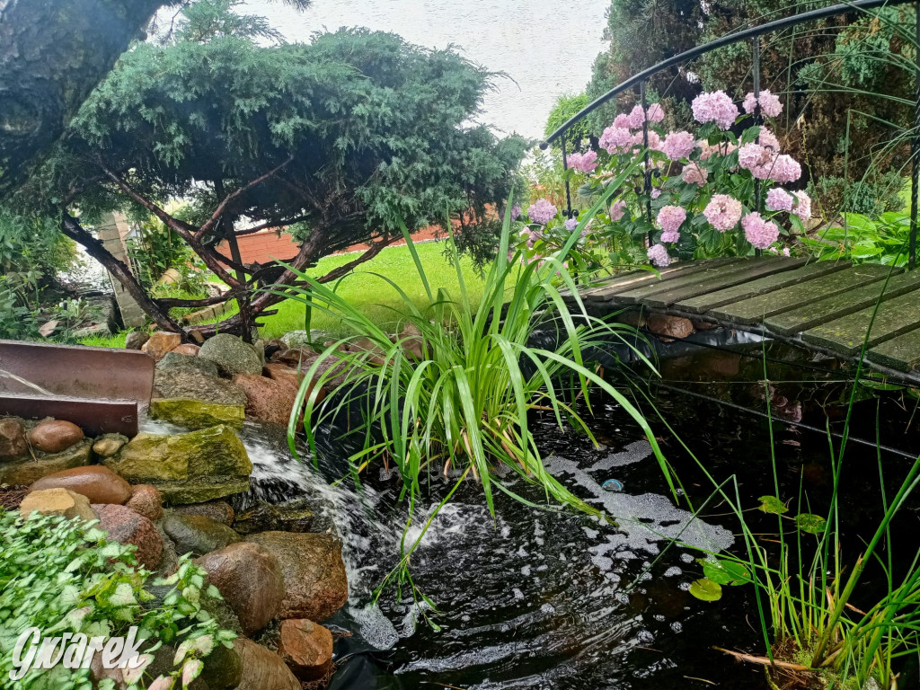 Plebiscyt na najładniejszy ogród i balkon 2022