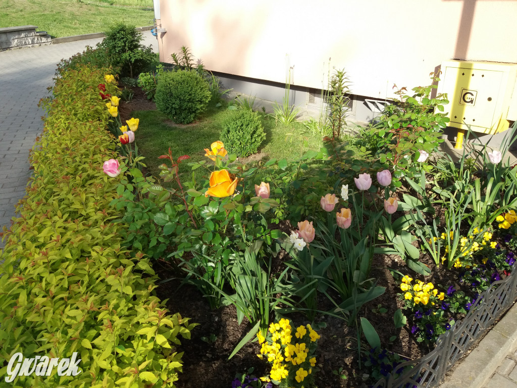 Plebiscyt na najładniejszy ogród i balkon 2022