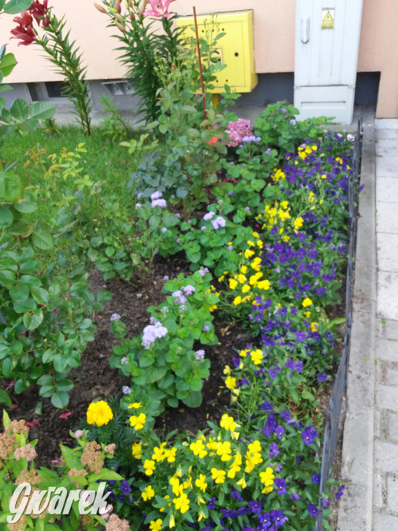 Plebiscyt na najładniejszy ogród i balkon 2022