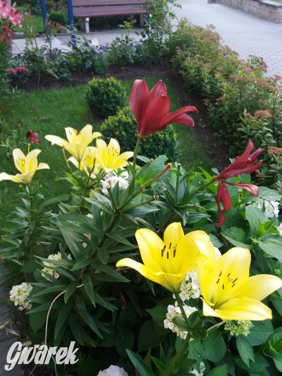 Plebiscyt na najładniejszy ogród i balkon 2022