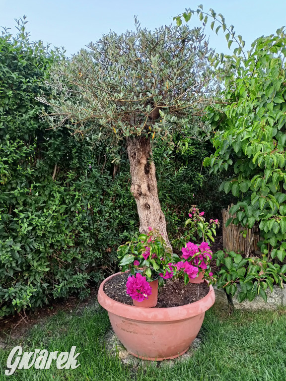 Plebiscyt na najładniejszy ogród i balkon 2022