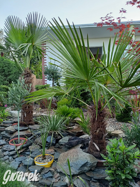 Plebiscyt na najładniejszy ogród i balkon 2022