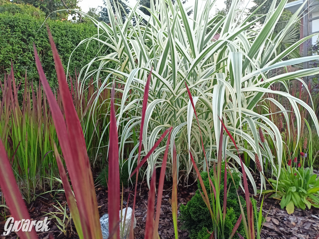 Plebiscyt na najładniejszy ogród i balkon 2022