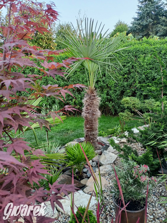 Plebiscyt na najładniejszy ogród i balkon 2022