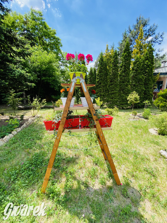 Plebiscyt na najładniejszy ogród i balkon 2022