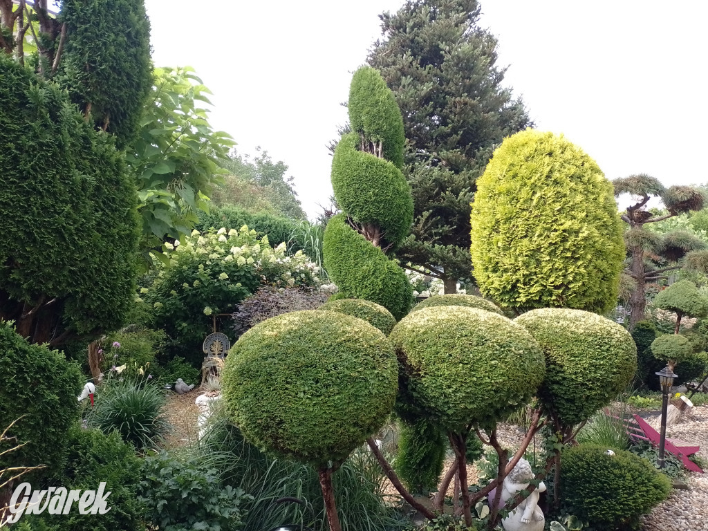 Plebiscyt na najładniejszy ogród i balkon 2022