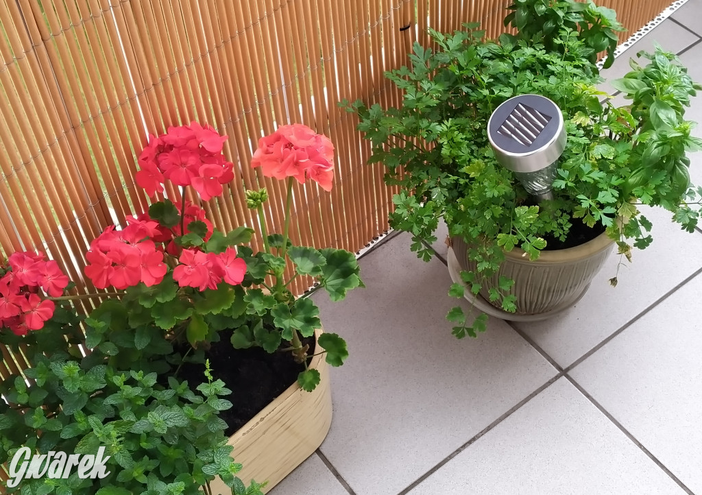 Plebiscyt na najładniejszy ogród i balkon 2022