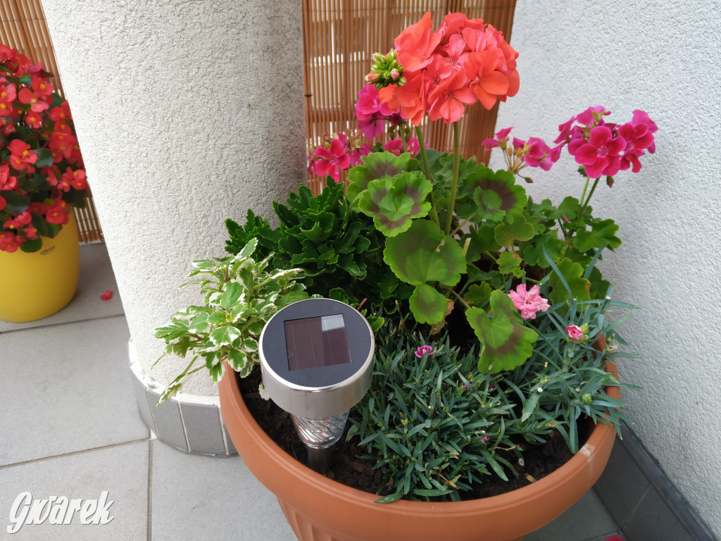 Plebiscyt na najładniejszy ogród i balkon 2022