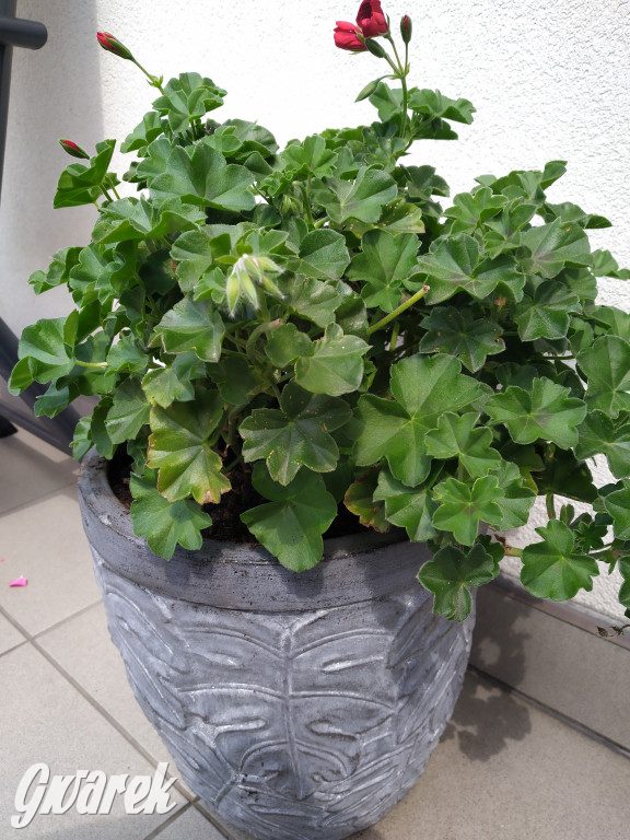 Plebiscyt na najładniejszy ogród i balkon 2022