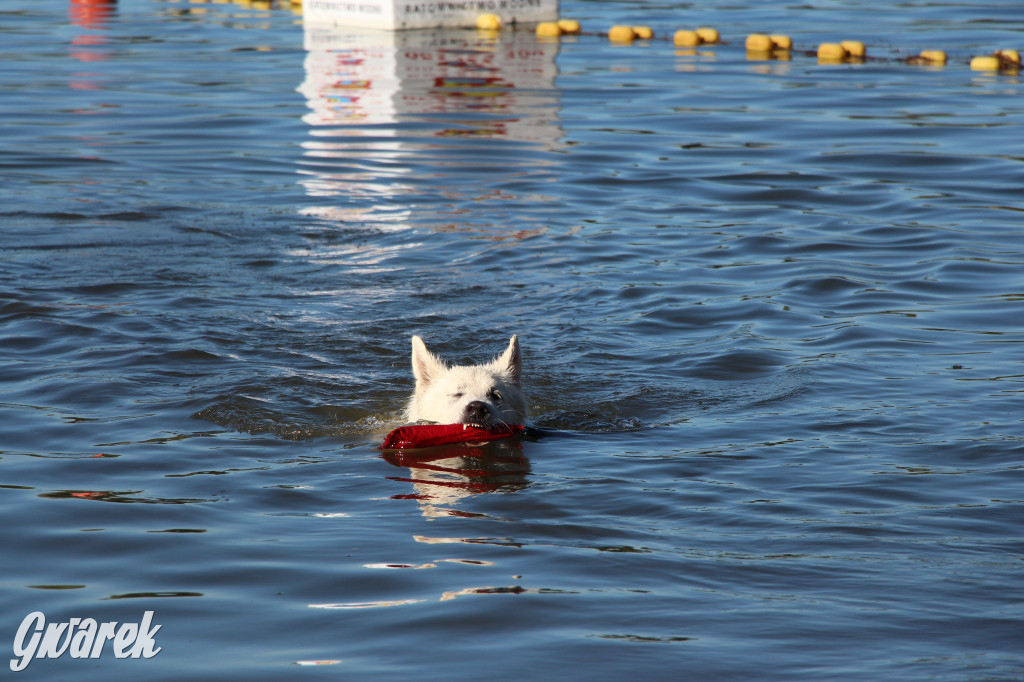 Zalew będą patrolować psi ratownicy?