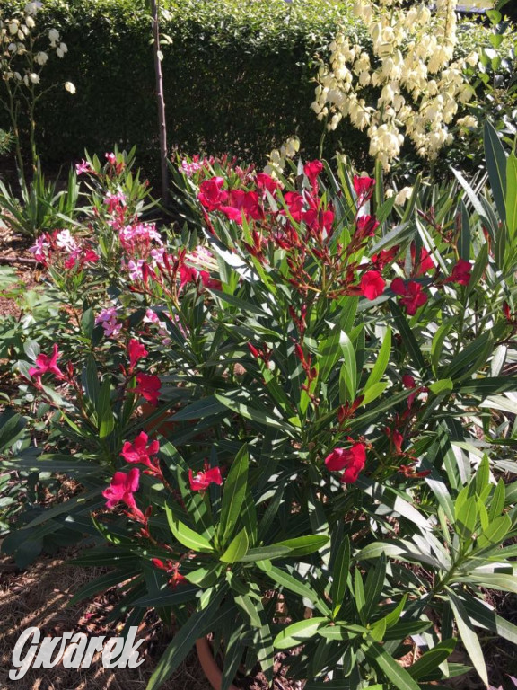 Plebiscyt na najładniejszy ogród i balkon 2022