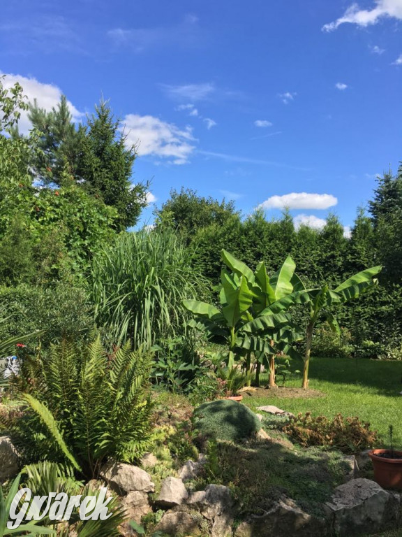 Plebiscyt na najładniejszy ogród i balkon 2022