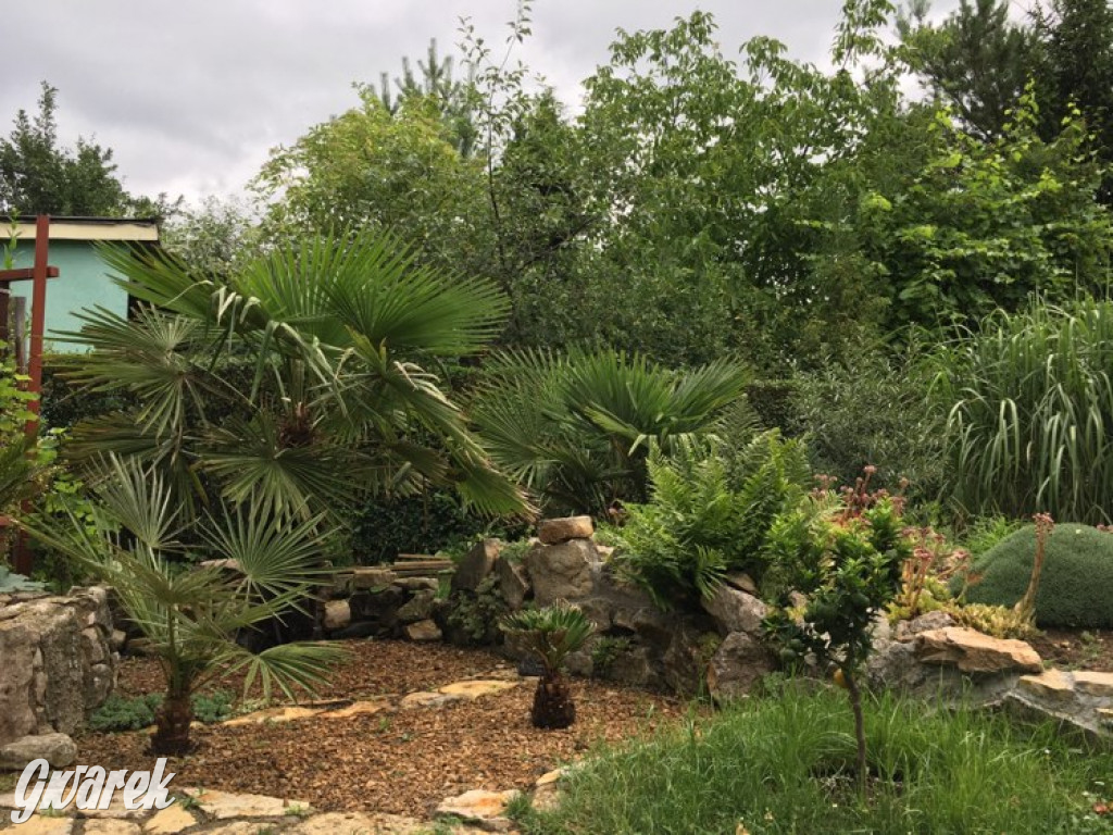 Plebiscyt na najładniejszy ogród i balkon 2022