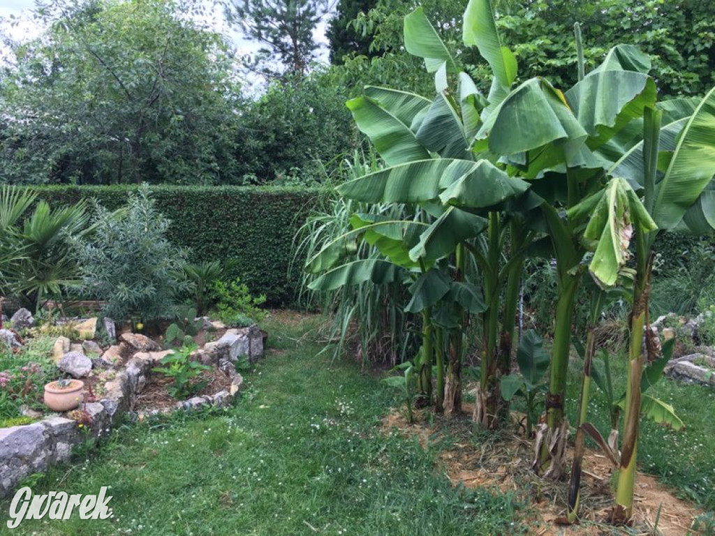 Plebiscyt na najładniejszy ogród i balkon 2022