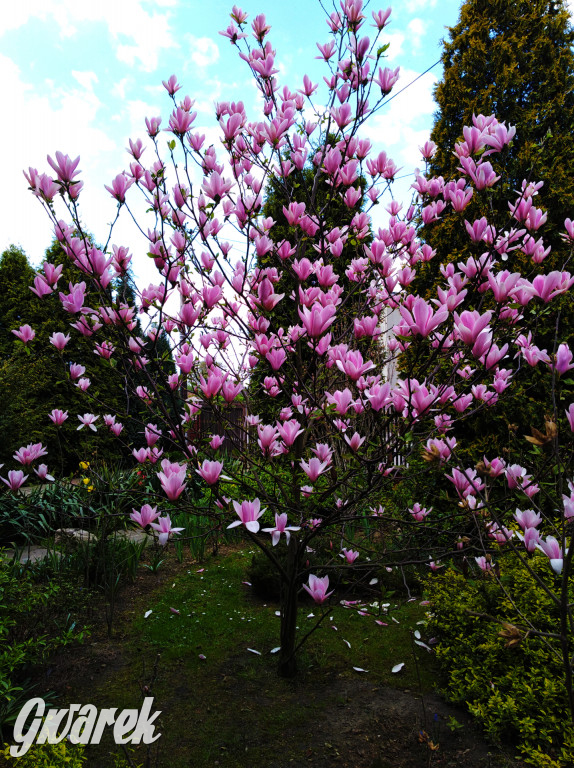 Plebiscyt na najładniejszy ogród i balkon 2022
