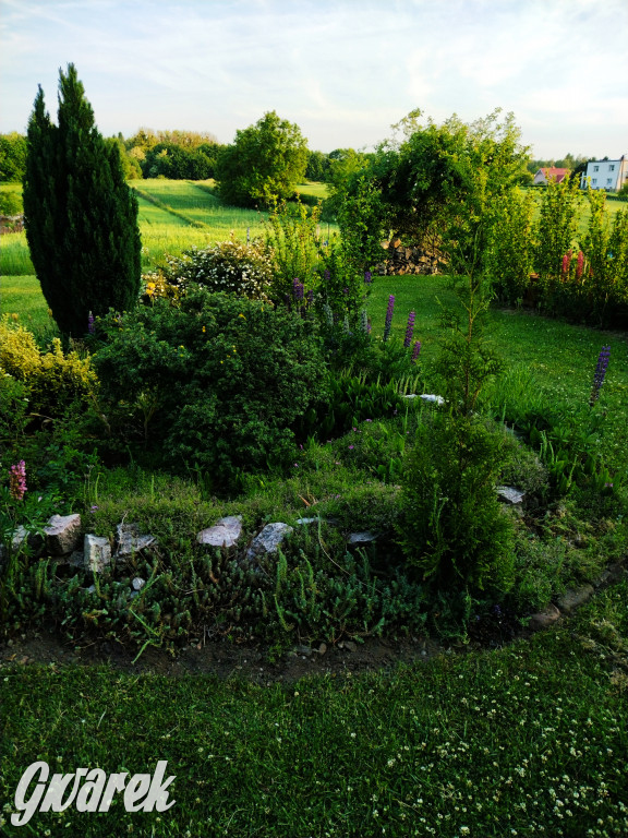 Plebiscyt na najładniejszy ogród i balkon 2022