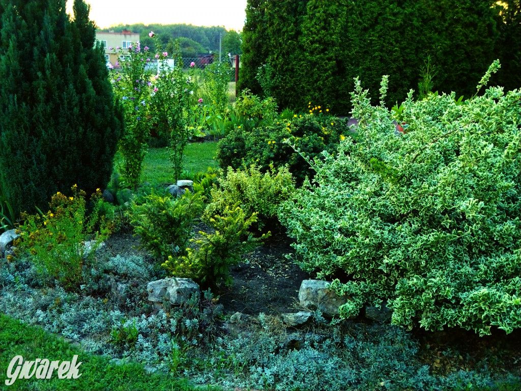 Plebiscyt na najładniejszy ogród i balkon 2022