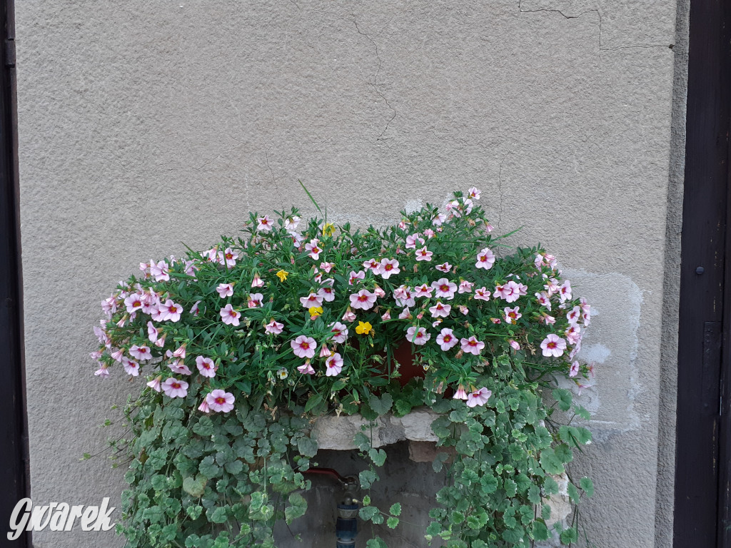 Plebiscyt na najładniejszy ogród i balkon 2022