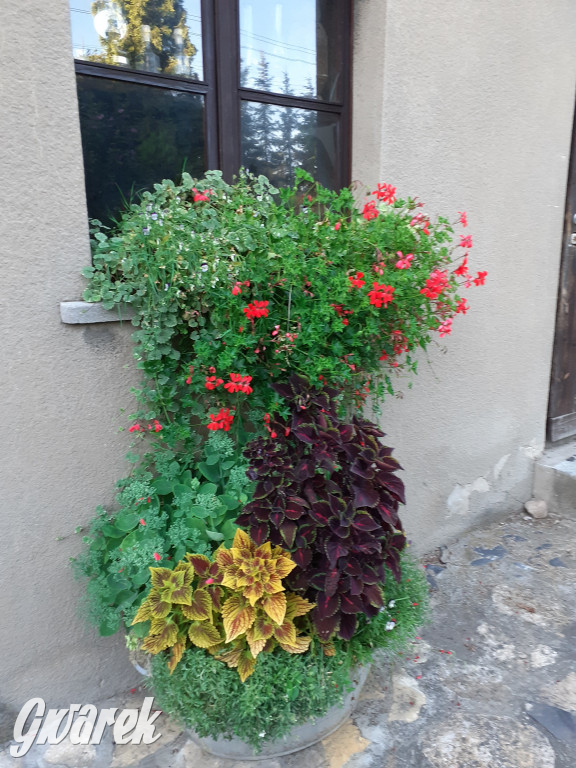 Plebiscyt na najładniejszy ogród i balkon 2022