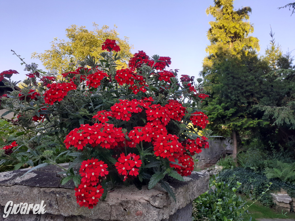 Plebiscyt na najładniejszy ogród i balkon 2022