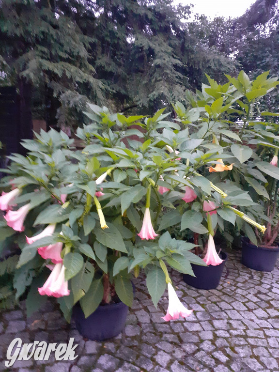 Plebiscyt na najładniejszy ogród i balkon 2022