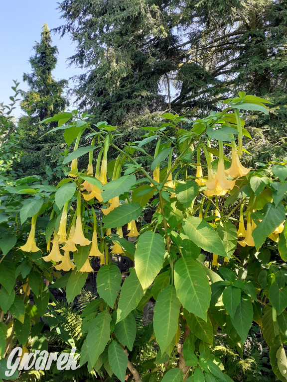 Plebiscyt na najładniejszy ogród i balkon 2022