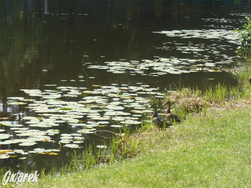 Czy zalew w Pniowcu będzie wyglądał lepiej?