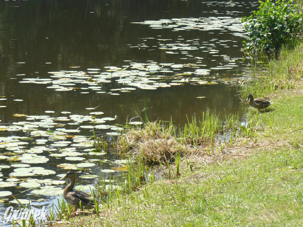Czy zalew w Pniowcu będzie wyglądał lepiej?