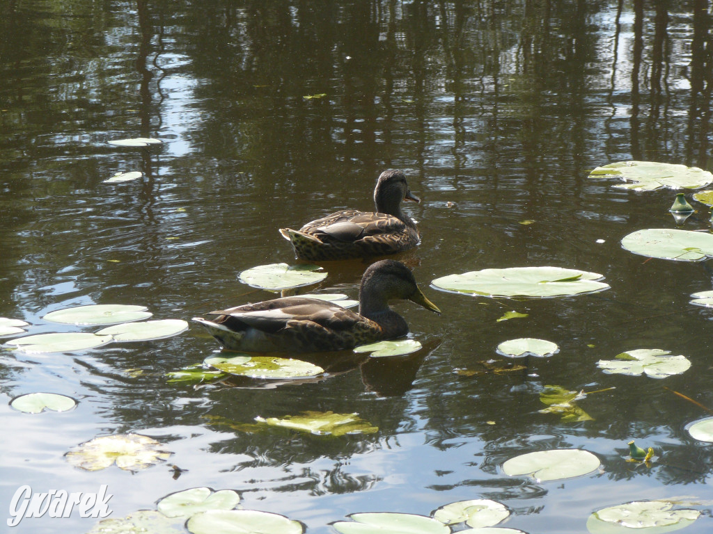 Czy zalew w Pniowcu będzie wyglądał lepiej?