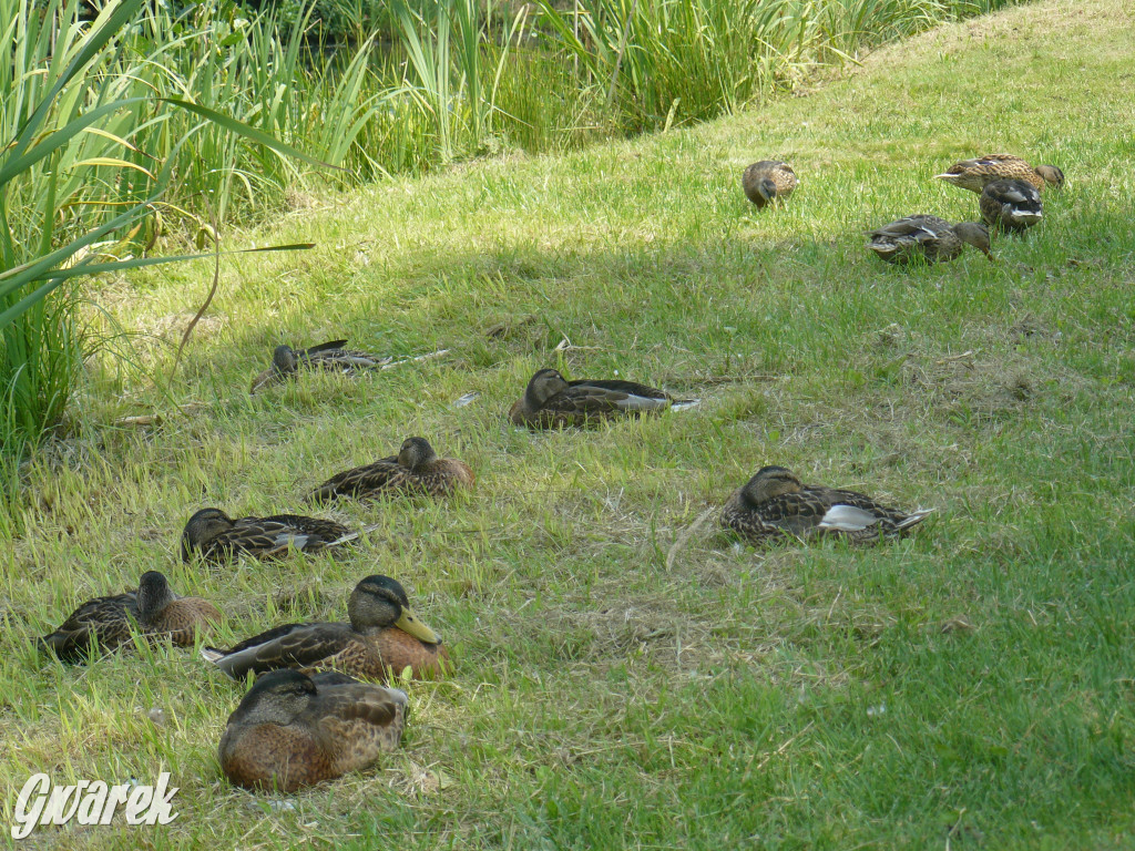 Czy zalew w Pniowcu będzie wyglądał lepiej?