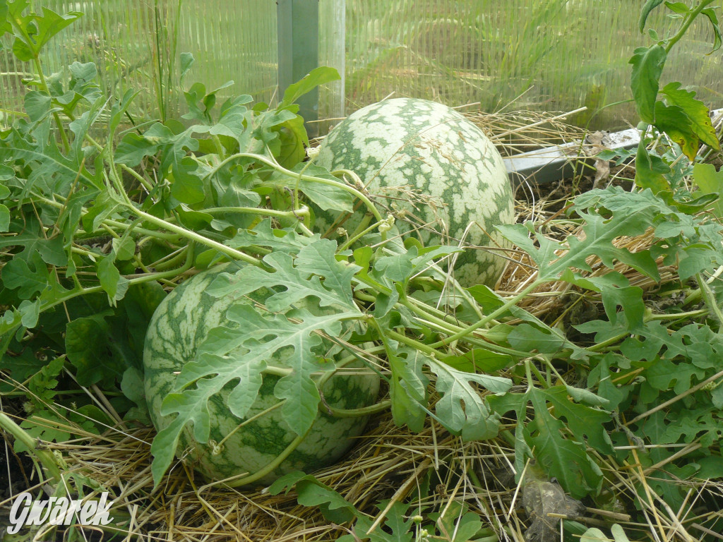 Niezwykła pasja 11-latka z Oss