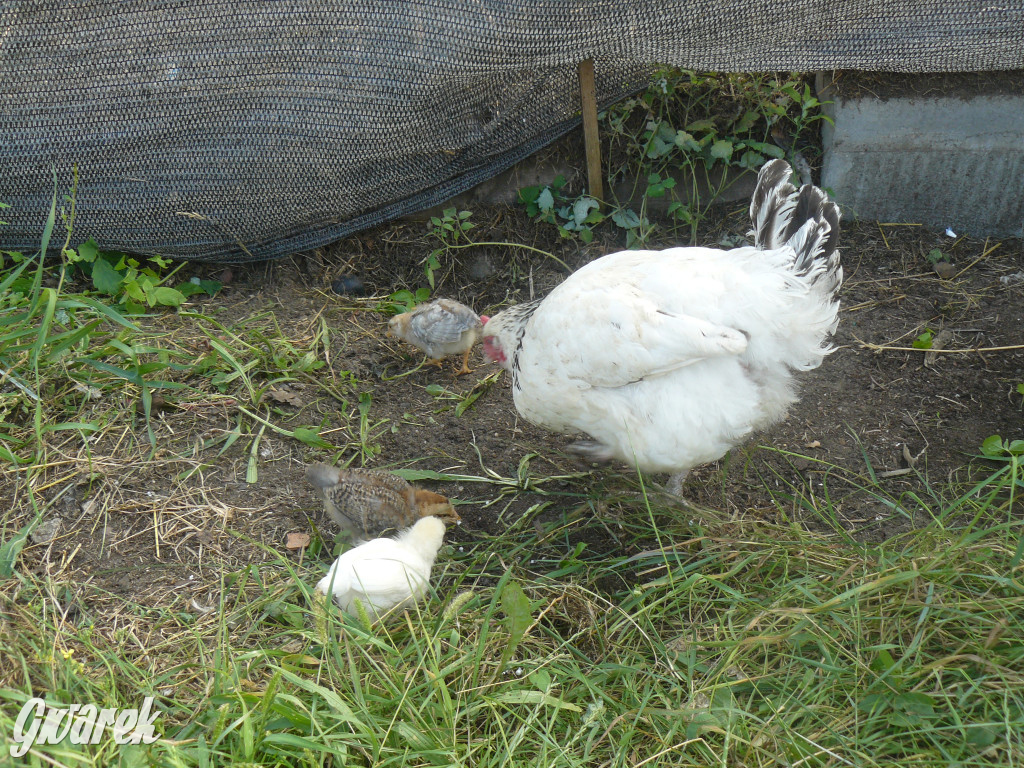 Niezwykła pasja 11-latka z Oss