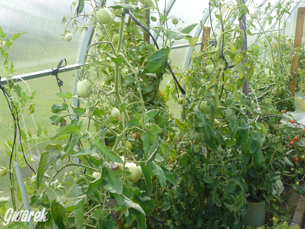 Niezwykła pasja 11-latka z Oss