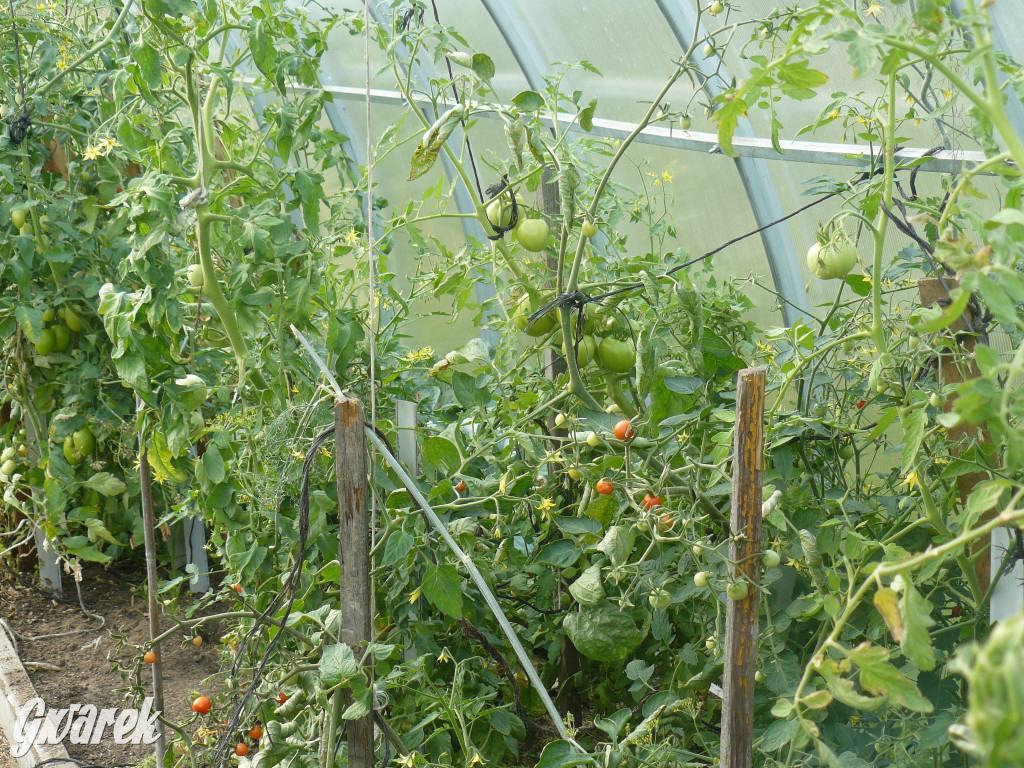 Niezwykła pasja 11-latka z Oss