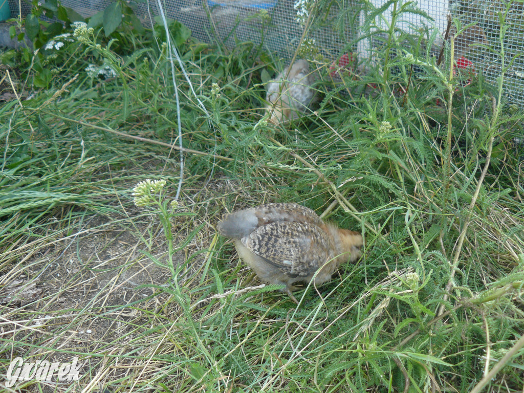 Niezwykła pasja 11-latka z Oss