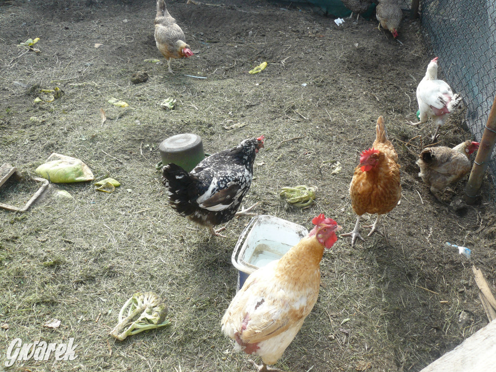 Niezwykła pasja 11-latka z Oss