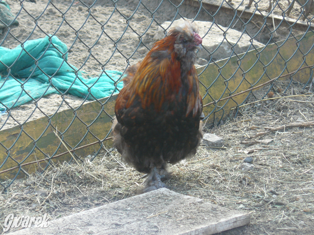 Niezwykła pasja 11-latka z Oss