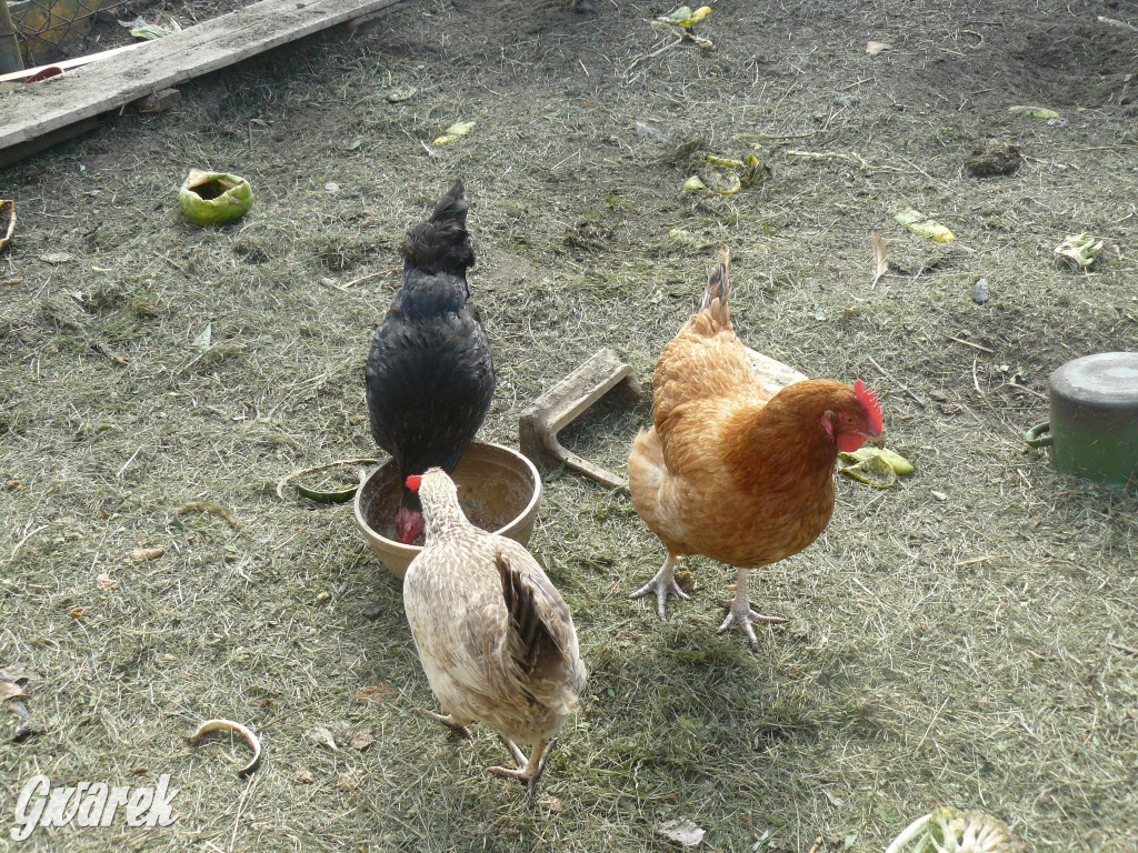 Niezwykła pasja 11-latka z Oss