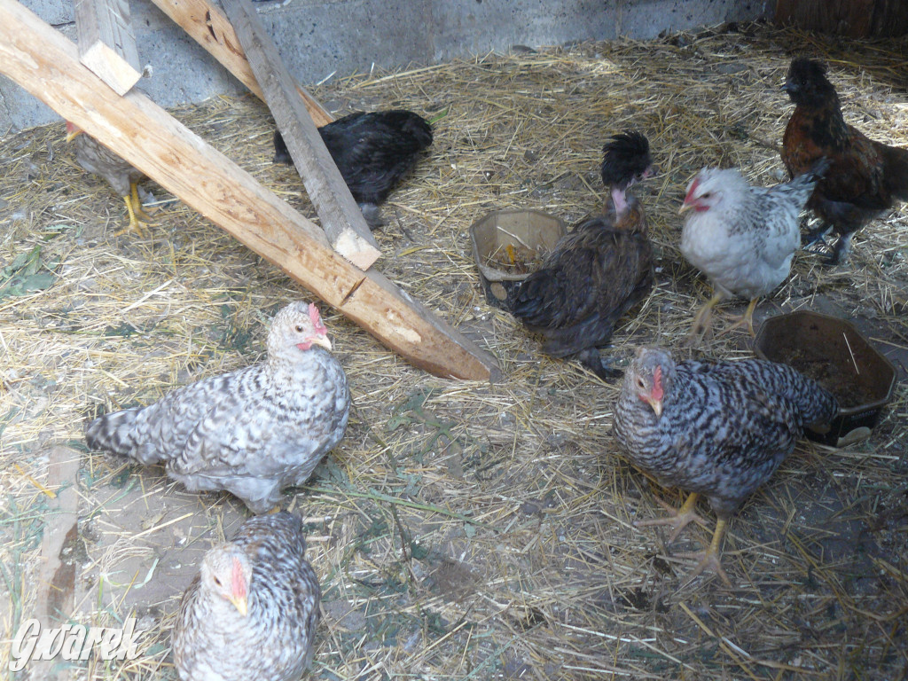 Niezwykła pasja 11-latka z Oss