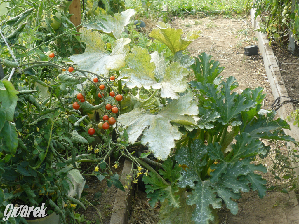 Niezwykła pasja 11-latka z Oss