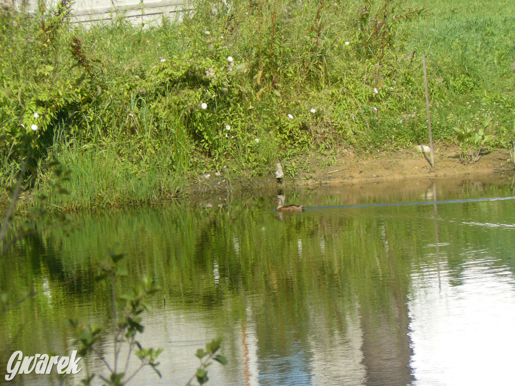 Tarnowskie Góry. Ścieżka edukacyjna na działkach