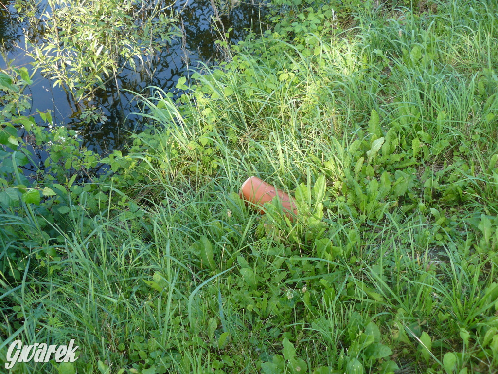 Tarnowskie Góry. Ścieżka edukacyjna na działkach