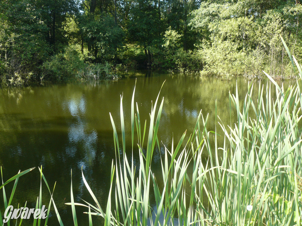 Tarnowskie Góry. Ścieżka edukacyjna na działkach