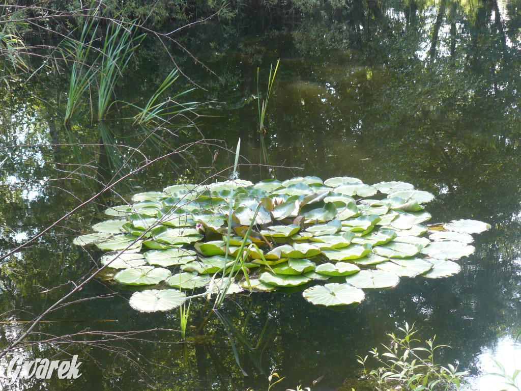 Tarnowskie Góry. Ścieżka edukacyjna na działkach